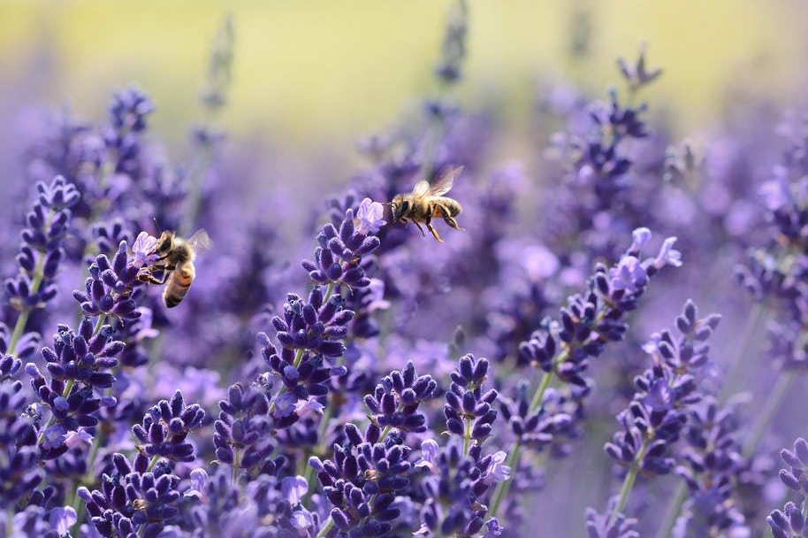 lavanda oltrepo