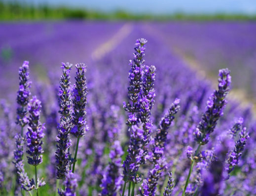 Campi di lavanda in Oltrepo Pavese: dove e quando ammirare la fioritura