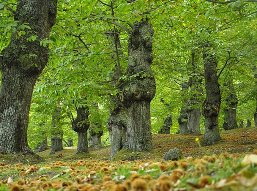 castagne Lombardia