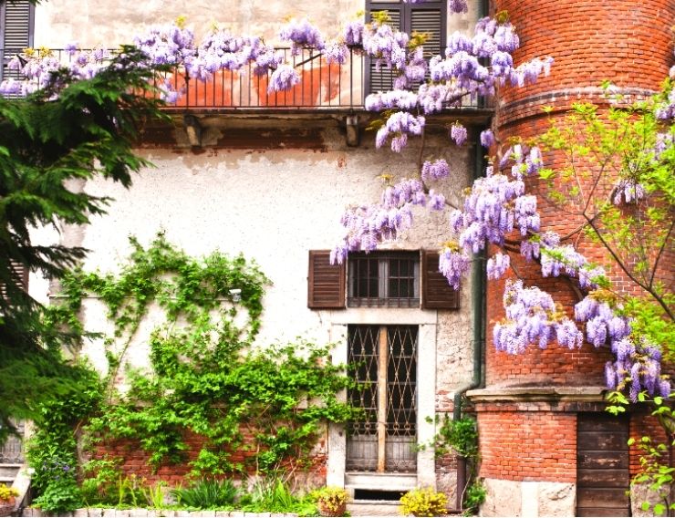 glicine Milano