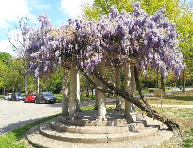 glicine Milano