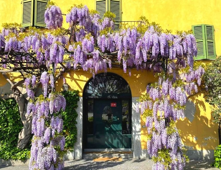 glicine Milano